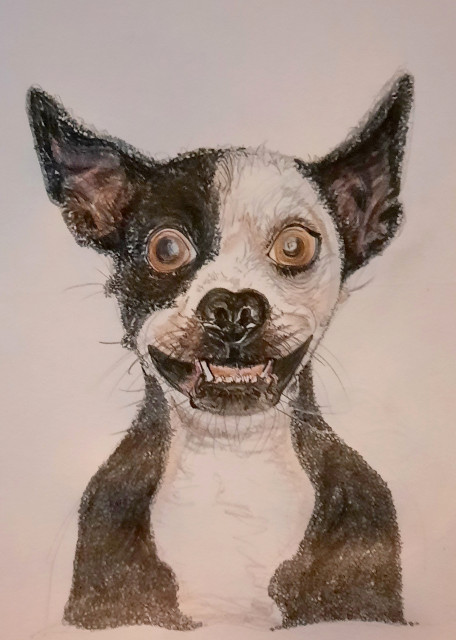 Sylvia Gnatz: Der Hund